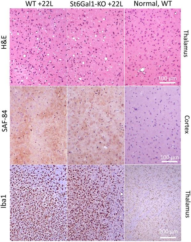https://cdn.ncbi.nlm.nih.gov/pmc/blobs/8dc6/9702343/cefe61ff5b4f/fmolb-09-1058602-g003.jpg