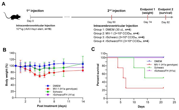 https://cdn.ncbi.nlm.nih.gov/pmc/blobs/8dc9/12197764/426b3374be05/vaccines-13-00571-g006.jpg