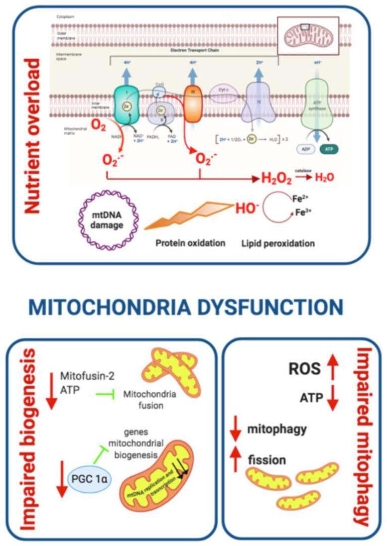 https://cdn.ncbi.nlm.nih.gov/pmc/blobs/8dc9/7503727/80fbcb6f8323/ijms-21-06275-g003.jpg