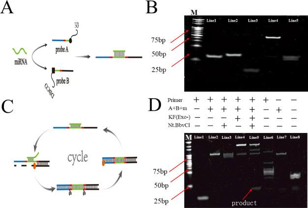 https://cdn.ncbi.nlm.nih.gov/pmc/blobs/8dc9/9558246/9f6b01a85030/ao2c01930_0003.jpg