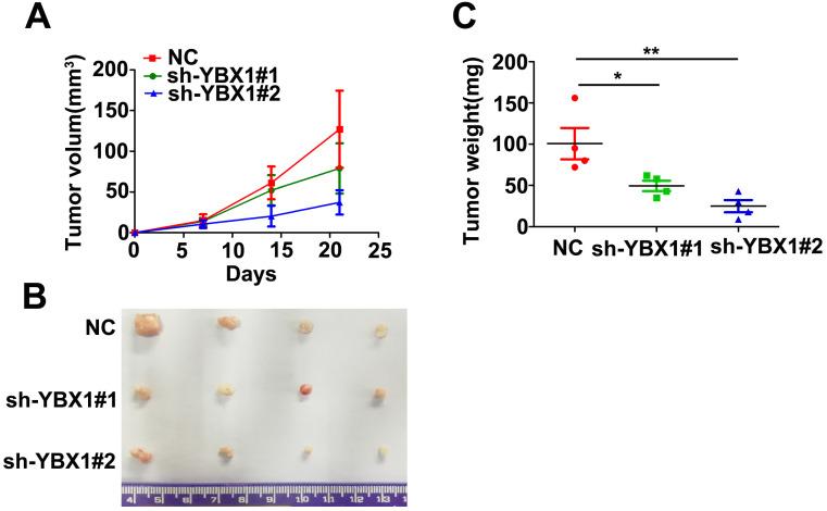 https://cdn.ncbi.nlm.nih.gov/pmc/blobs/8dd0/8100805/078b1e2bd435/jcav12p3315g005.jpg