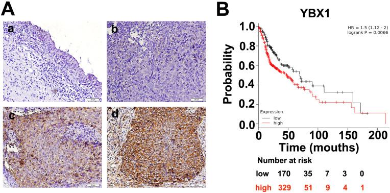 https://cdn.ncbi.nlm.nih.gov/pmc/blobs/8dd0/8100805/4f29ff39dd3d/jcav12p3315g002.jpg