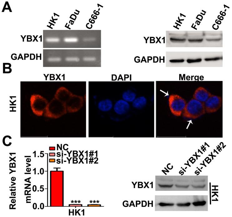 https://cdn.ncbi.nlm.nih.gov/pmc/blobs/8dd0/8100805/cc191b5eed21/jcav12p3315g003.jpg