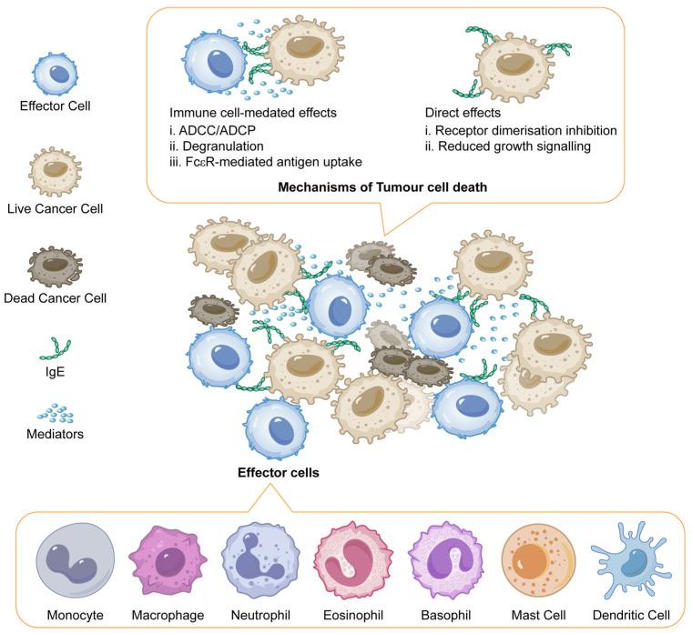 https://cdn.ncbi.nlm.nih.gov/pmc/blobs/8dd1/12015915/047c6a1d854e/antibodies-14-00035-g004.jpg