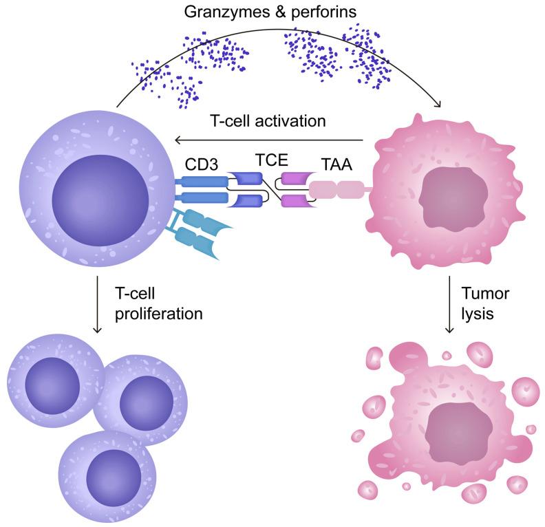 https://cdn.ncbi.nlm.nih.gov/pmc/blobs/8dd1/12015915/4a4296c21389/antibodies-14-00035-g002.jpg
