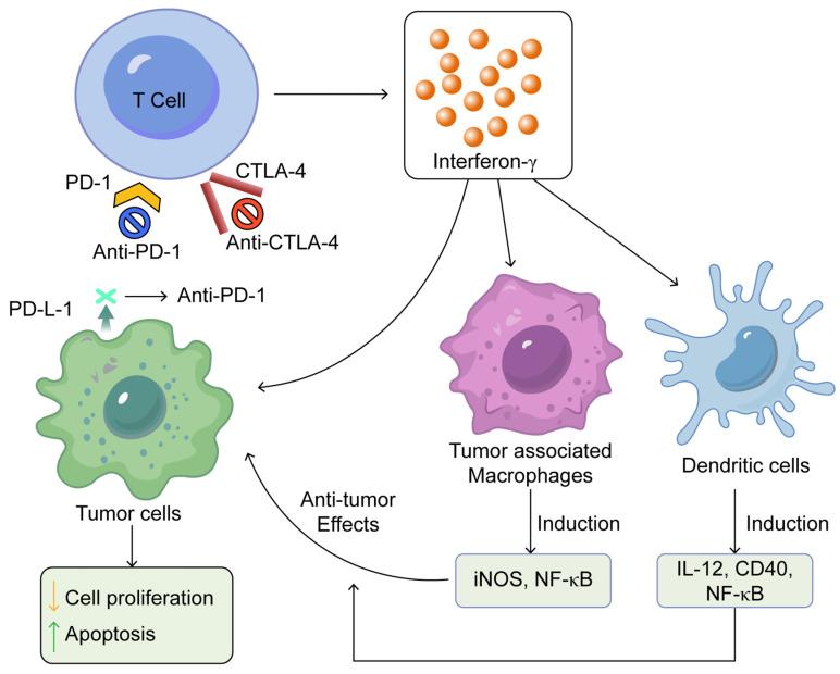 https://cdn.ncbi.nlm.nih.gov/pmc/blobs/8dd1/12015915/aa772008218a/antibodies-14-00035-g001.jpg