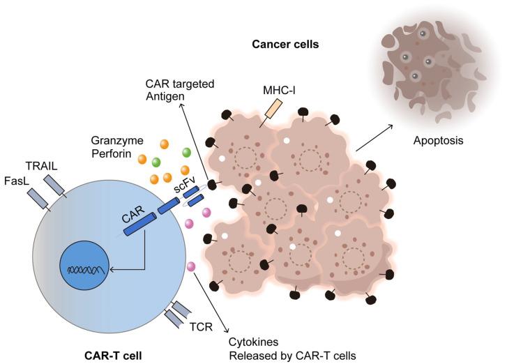https://cdn.ncbi.nlm.nih.gov/pmc/blobs/8dd1/12015915/d4f8b7da084e/antibodies-14-00035-g005.jpg