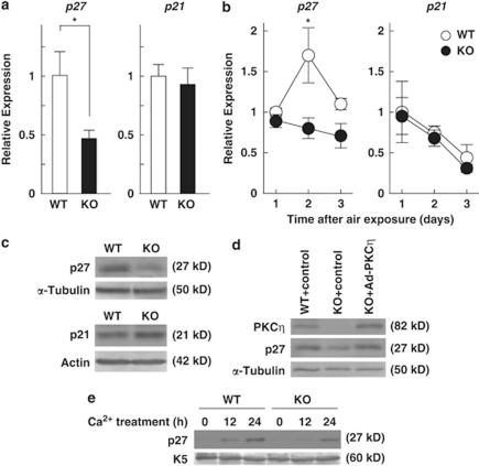 https://cdn.ncbi.nlm.nih.gov/pmc/blobs/8dd1/3122119/132c1830f02f/cddis201140f5.jpg