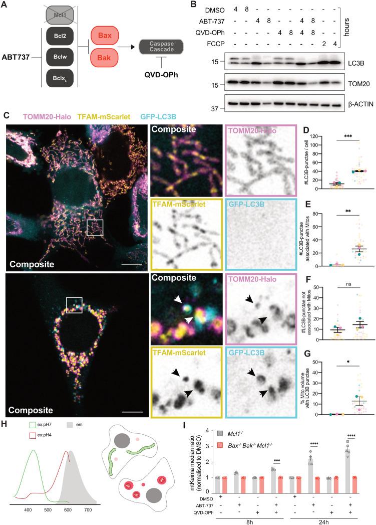 https://cdn.ncbi.nlm.nih.gov/pmc/blobs/8dd5/10923902/3ee922157cfa/41418_2024_1260_Fig1_HTML.jpg