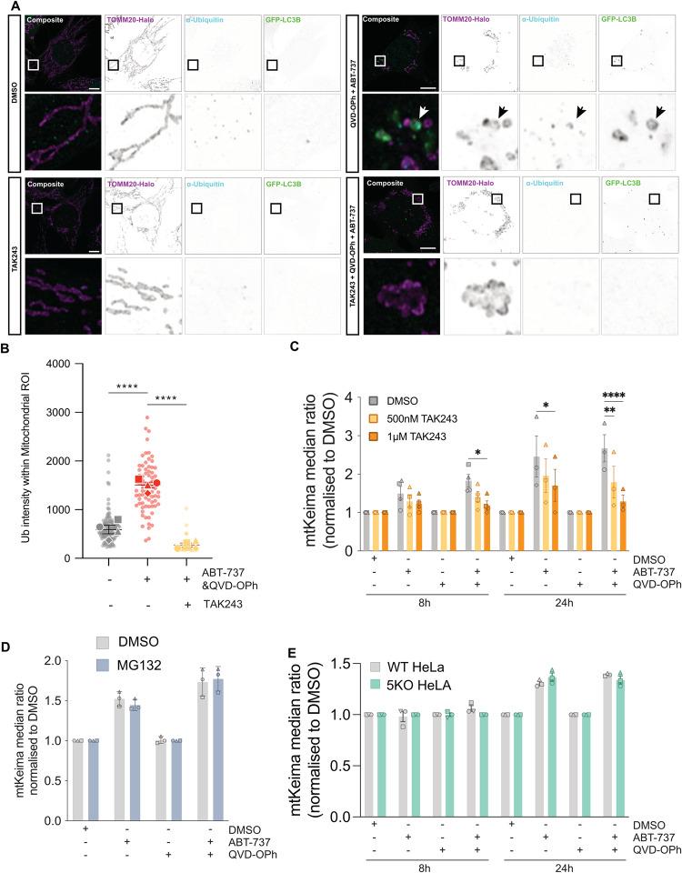 https://cdn.ncbi.nlm.nih.gov/pmc/blobs/8dd5/10923902/603fc9279989/41418_2024_1260_Fig6_HTML.jpg
