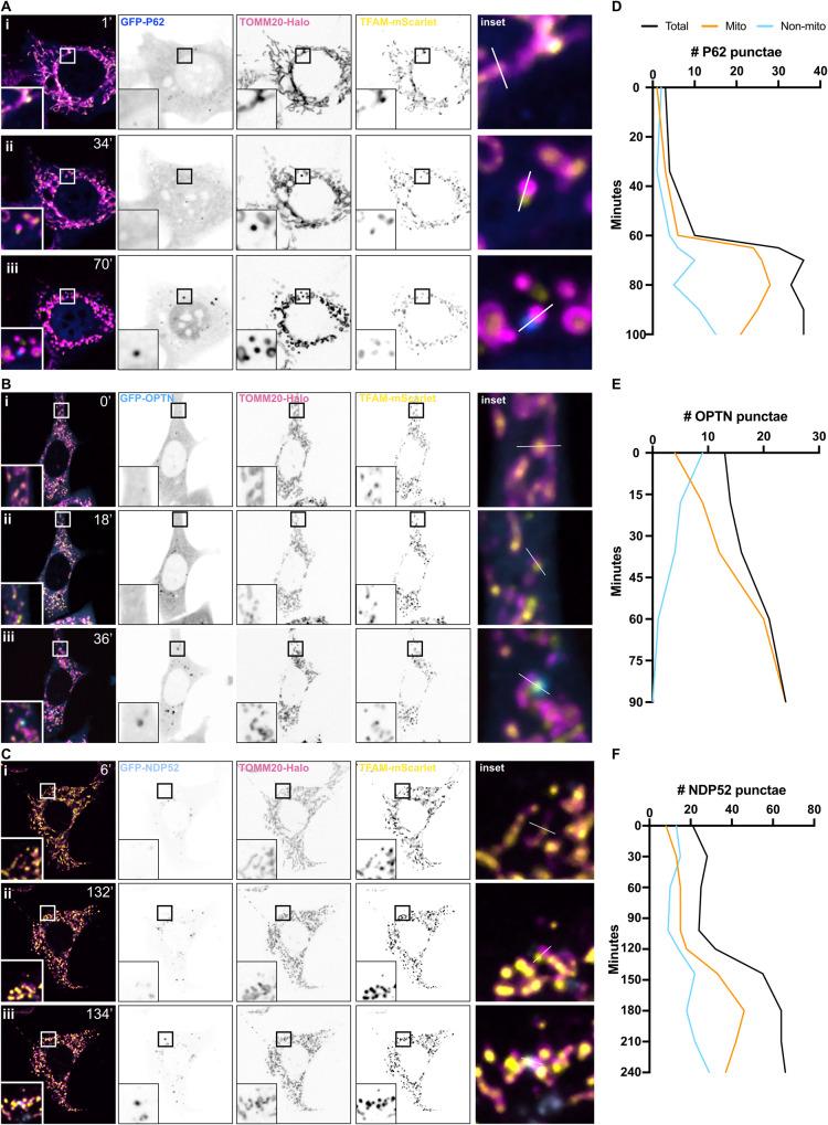 https://cdn.ncbi.nlm.nih.gov/pmc/blobs/8dd5/10923902/af1689a63130/41418_2024_1260_Fig4_HTML.jpg