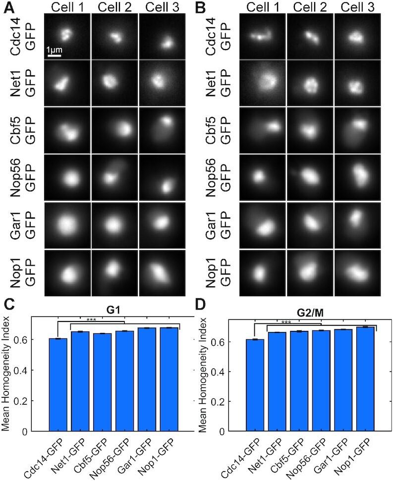 https://cdn.ncbi.nlm.nih.gov/pmc/blobs/8dd8/8096216/50b87b514200/gkab229fig2.jpg