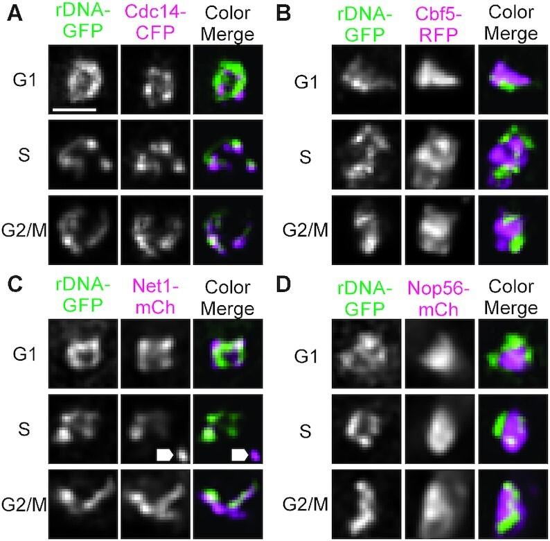 https://cdn.ncbi.nlm.nih.gov/pmc/blobs/8dd8/8096216/8e0e96e10939/gkab229fig1.jpg