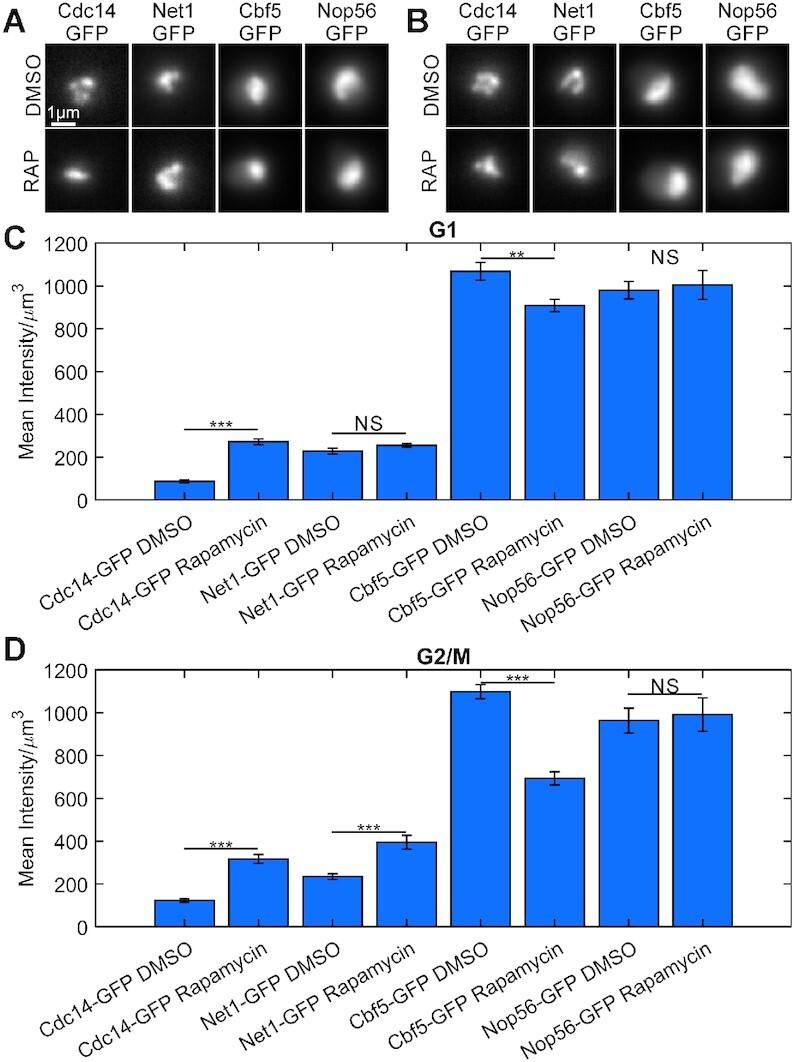 https://cdn.ncbi.nlm.nih.gov/pmc/blobs/8dd8/8096216/bd88a60fd026/gkab229fig5.jpg