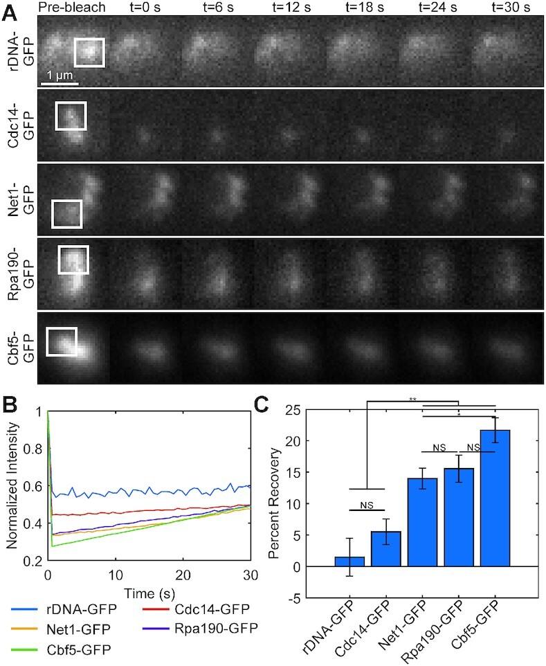 https://cdn.ncbi.nlm.nih.gov/pmc/blobs/8dd8/8096216/d105be92fa15/gkab229fig6.jpg