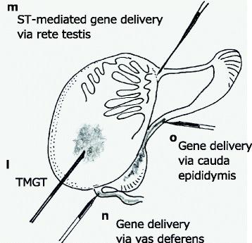 https://cdn.ncbi.nlm.nih.gov/pmc/blobs/8dd9/4815204/d343d44197de/13062_2016_115_Fig4_HTML.jpg