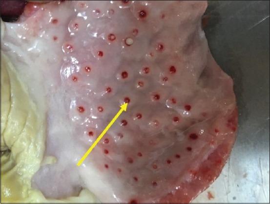 https://cdn.ncbi.nlm.nih.gov/pmc/blobs/8dde/7020111/006d78ad3eac/Vetworld-13-33-g003.jpg
