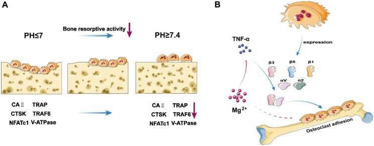 https://cdn.ncbi.nlm.nih.gov/pmc/blobs/8de1/12092085/59560c78d3f7/rbaf026f3.jpg