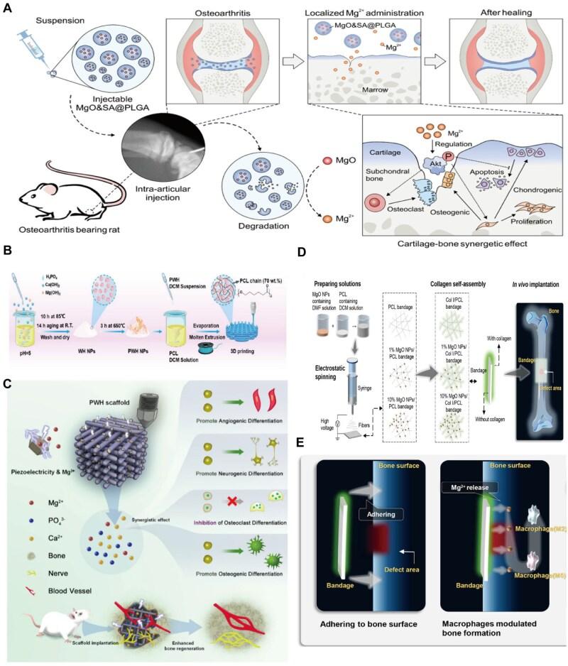https://cdn.ncbi.nlm.nih.gov/pmc/blobs/8de1/12092085/768388388a3f/rbaf026f2.jpg