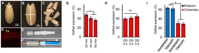 https://cdn.ncbi.nlm.nih.gov/pmc/blobs/8de2/10342833/6a9dc403c152/ijms-24-11189-g001.jpg