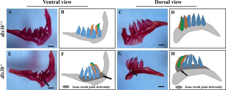 https://cdn.ncbi.nlm.nih.gov/pmc/blobs/8de3/7035872/966761041322/peerj-08-8515-g004.jpg