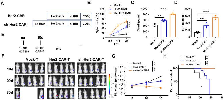 https://cdn.ncbi.nlm.nih.gov/pmc/blobs/8de5/11625781/0e770c8c090b/fimmu-15-1481129-g007.jpg