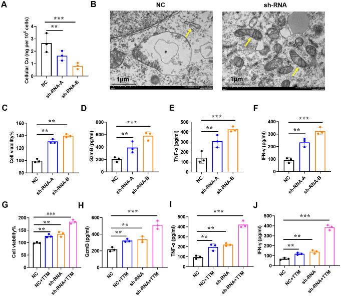 https://cdn.ncbi.nlm.nih.gov/pmc/blobs/8de5/11625781/22dc82fedf38/fimmu-15-1481129-g005.jpg
