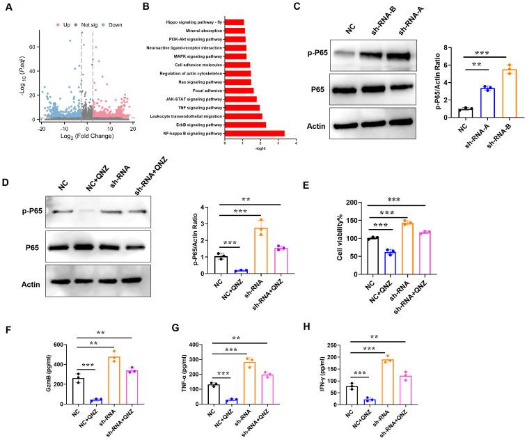 https://cdn.ncbi.nlm.nih.gov/pmc/blobs/8de5/11625781/3c585d5bff35/fimmu-15-1481129-g008.jpg