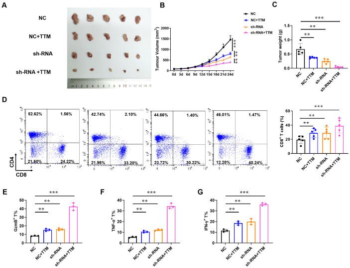 https://cdn.ncbi.nlm.nih.gov/pmc/blobs/8de5/11625781/ac5b64aa7c6c/fimmu-15-1481129-g006.jpg