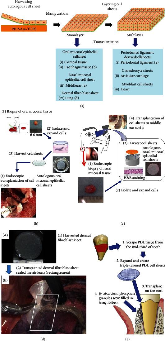 https://cdn.ncbi.nlm.nih.gov/pmc/blobs/8de7/9494729/03b669d76828/CBSYSTEMS2021-5738457.006.jpg