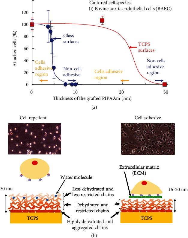 https://cdn.ncbi.nlm.nih.gov/pmc/blobs/8de7/9494729/4ee16eba0f57/CBSYSTEMS2021-5738457.002.jpg