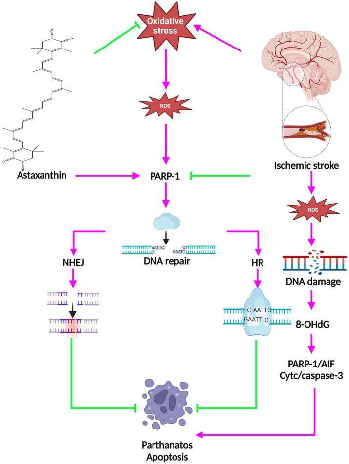 https://cdn.ncbi.nlm.nih.gov/pmc/blobs/8dea/11472662/d506943cac73/fnut-11-1441062-g003.jpg