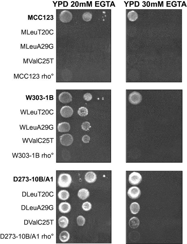 https://cdn.ncbi.nlm.nih.gov/pmc/blobs/8dee/4082703/a8084f1dbc89/mbo30003-0288-f7.jpg