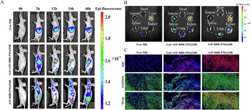 https://cdn.ncbi.nlm.nih.gov/pmc/blobs/8df0/11928538/42014b963180/41698_2025_869_Fig6_HTML.jpg