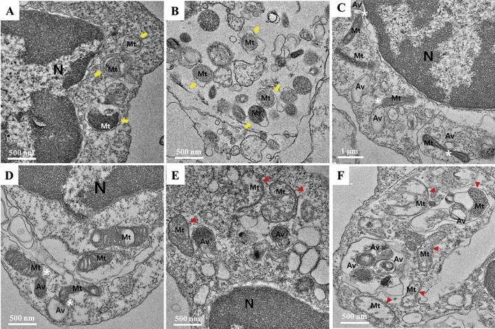 https://cdn.ncbi.nlm.nih.gov/pmc/blobs/8df0/8363614/2aedd4bf9bcb/41598_2021_96092_Fig1_HTML.jpg