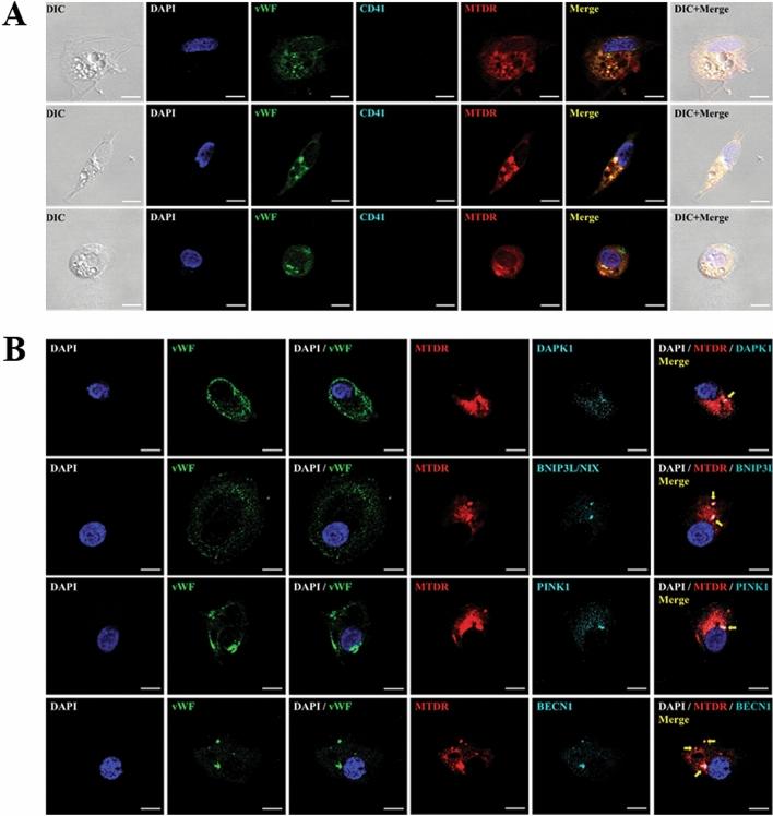 https://cdn.ncbi.nlm.nih.gov/pmc/blobs/8df0/8363614/44108b54791e/41598_2021_96092_Fig3_HTML.jpg