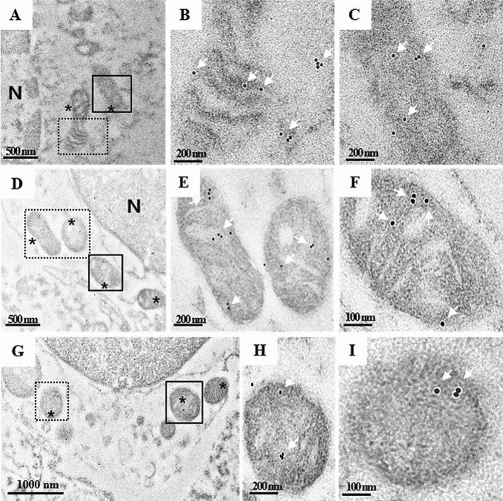 https://cdn.ncbi.nlm.nih.gov/pmc/blobs/8df0/8363614/b7879c5ccfc3/41598_2021_96092_Fig4_HTML.jpg