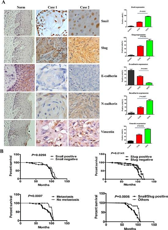 https://cdn.ncbi.nlm.nih.gov/pmc/blobs/8df6/4466650/7d1010ba6c34/oncotarget-06-6794-g001.jpg