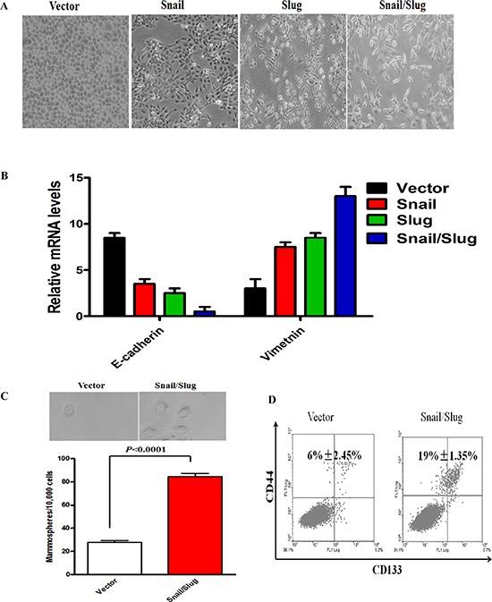 https://cdn.ncbi.nlm.nih.gov/pmc/blobs/8df6/4466650/ba3380b66eb7/oncotarget-06-6794-g003.jpg