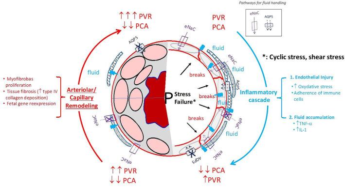 https://cdn.ncbi.nlm.nih.gov/pmc/blobs/8df7/11911637/d4a41e875d4e/EHF2-12-781-g001.jpg