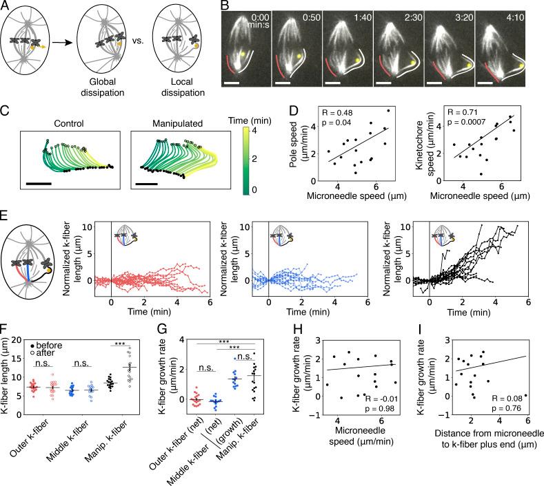 https://cdn.ncbi.nlm.nih.gov/pmc/blobs/8df8/7401803/224017a5a3dd/JCB_201911090_Fig2.jpg