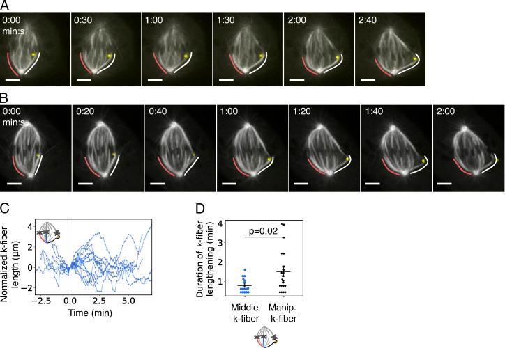 https://cdn.ncbi.nlm.nih.gov/pmc/blobs/8df8/7401803/fbbf4a149ea1/JCB_201911090_FigS1.jpg