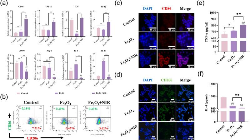 https://cdn.ncbi.nlm.nih.gov/pmc/blobs/8dfc/11268759/91cff17ce74d/IJN-19-7185-g0003.jpg