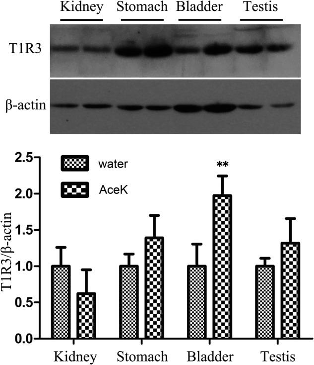 https://cdn.ncbi.nlm.nih.gov/pmc/blobs/8dfe/10770165/9e430a0d5ad2/41538_2023_236_Fig3_HTML.jpg