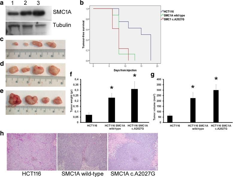 https://cdn.ncbi.nlm.nih.gov/pmc/blobs/8e02/6397456/ead3637347f2/13046_2019_1116_Fig2_HTML.jpg