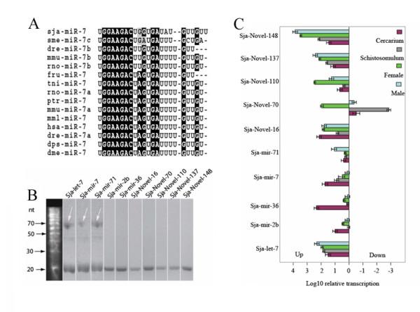 https://cdn.ncbi.nlm.nih.gov/pmc/blobs/8e0c/2820009/207c0f07fe62/1471-2164-11-55-5.jpg