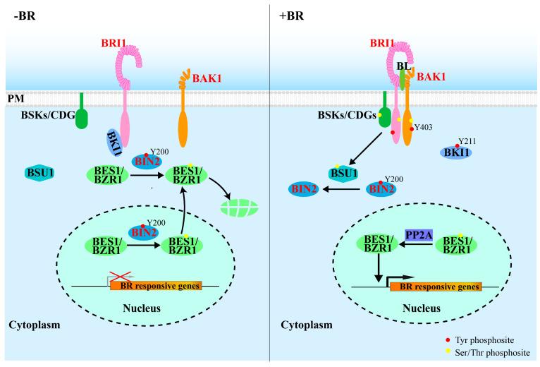 https://cdn.ncbi.nlm.nih.gov/pmc/blobs/8e0c/9224382/2e8426a40eec/ijms-23-06603-g001.jpg