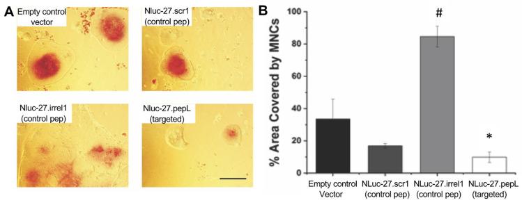 https://cdn.ncbi.nlm.nih.gov/pmc/blobs/8e0d/8868604/8557ea6fe3c0/bioengineering-09-00077-g009.jpg