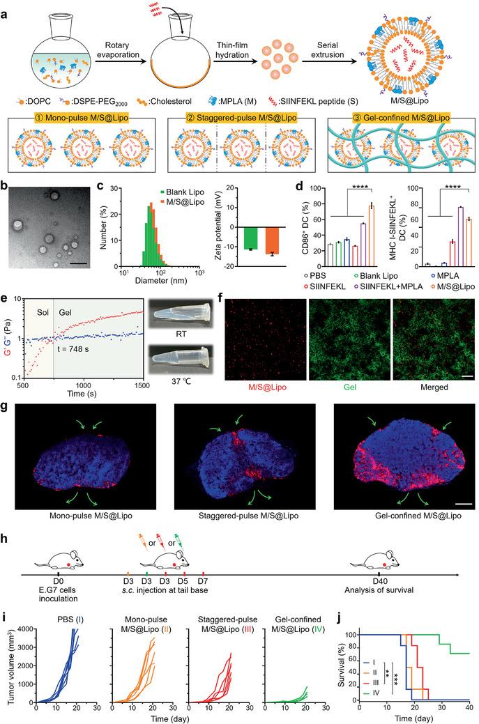 https://cdn.ncbi.nlm.nih.gov/pmc/blobs/8e10/7539204/06e81e36ab94/ADVS-7-2001108-g006.jpg