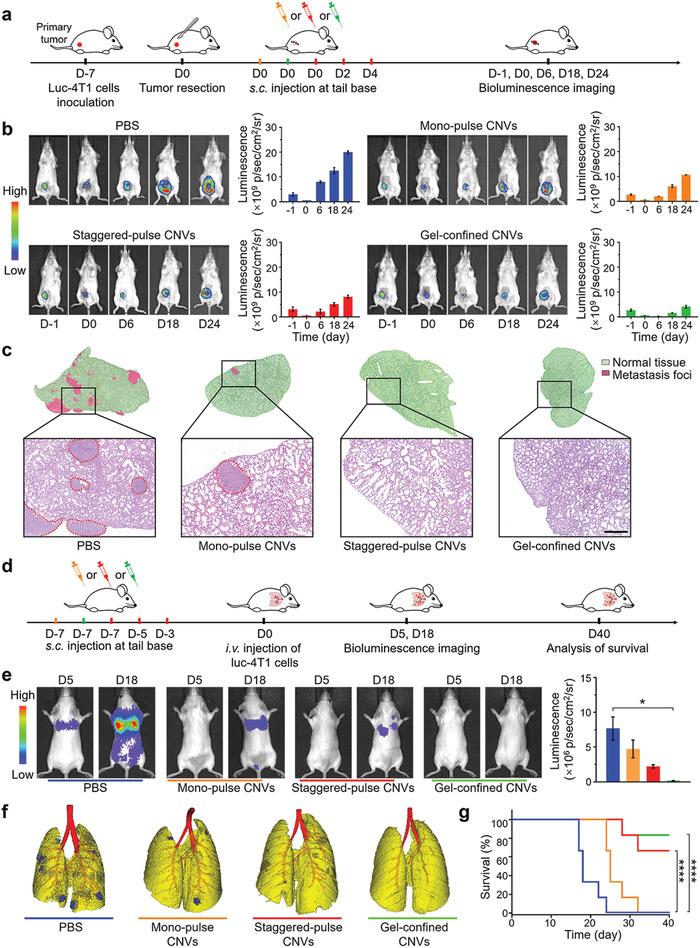 https://cdn.ncbi.nlm.nih.gov/pmc/blobs/8e10/7539204/83cc951c35ac/ADVS-7-2001108-g005.jpg